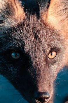 fox photo