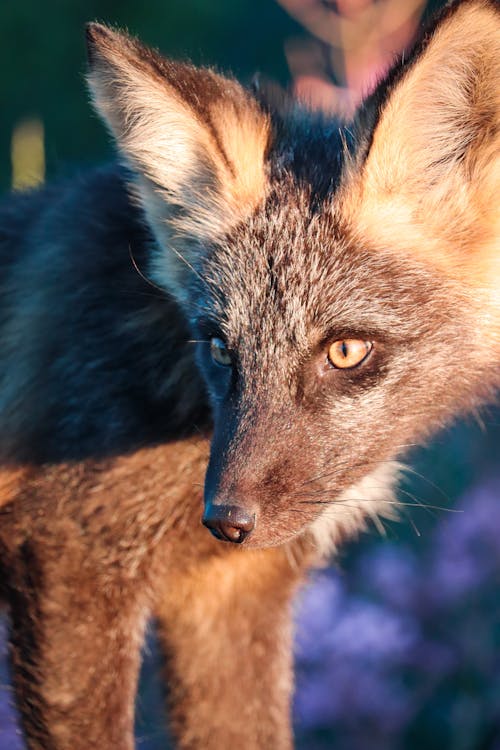 Close Up Shot of a Fox