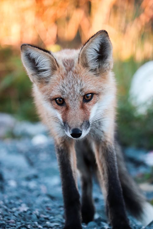 Close Up Hot of a Fox