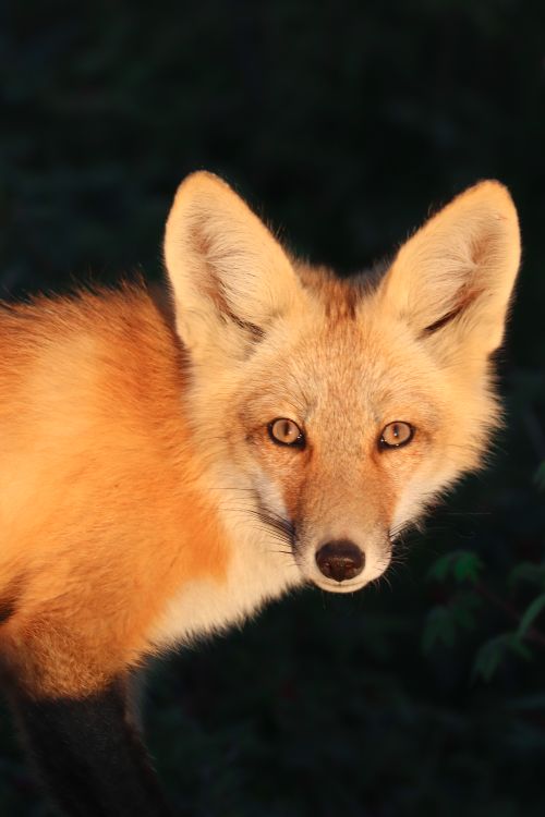 Free Close-up of an Eastern American Red Fox in sunlight, showcasing its vibrant fur and sharp gaze. Stock Photo