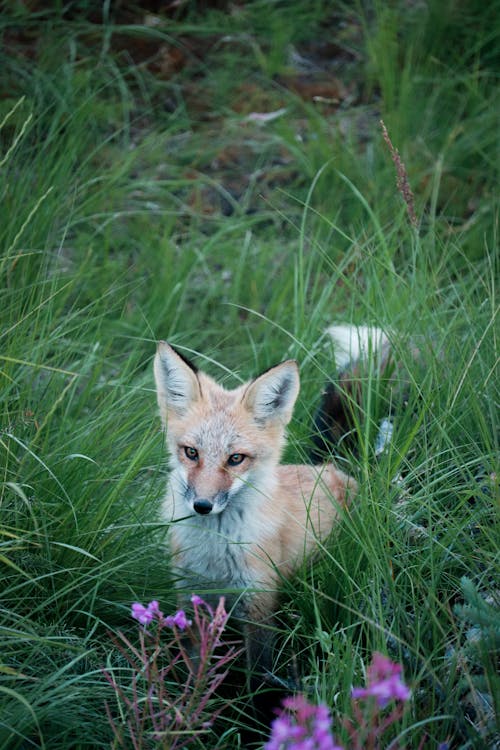 Free Brown Fox on Green Grass Stock Photo