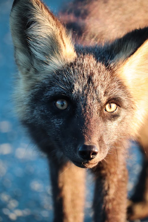 Fox in Close Up Photography