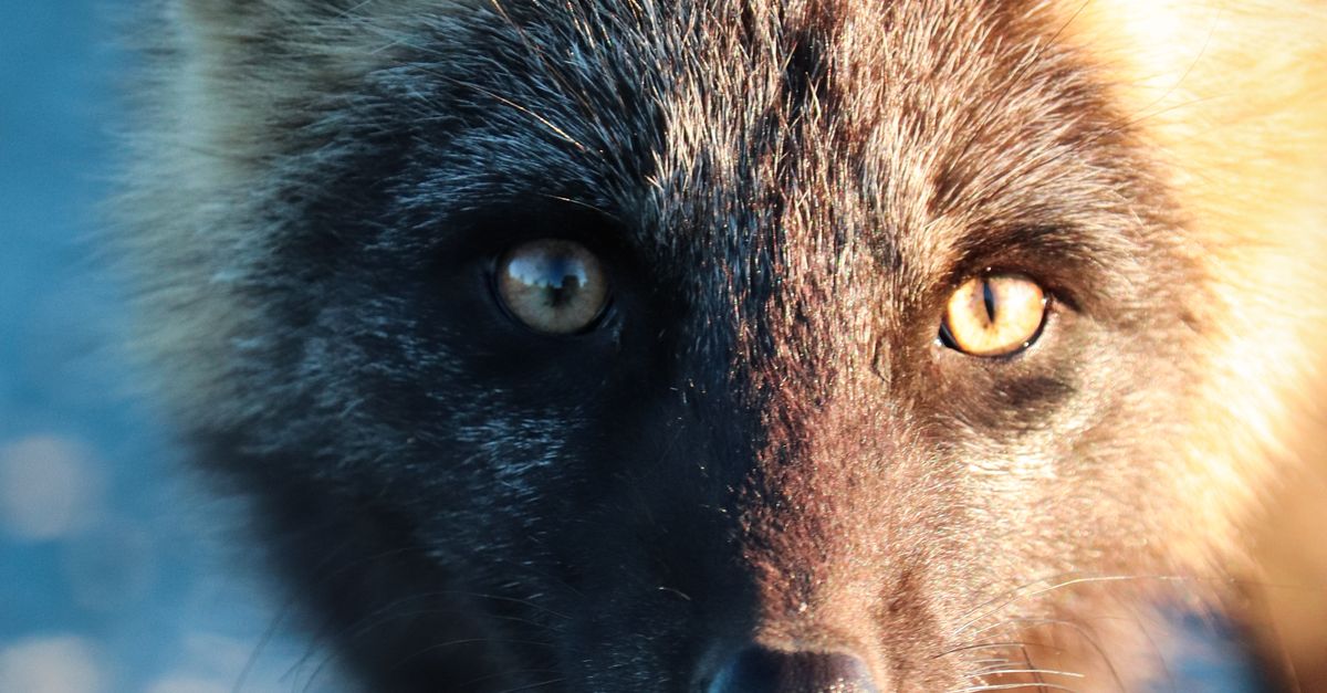 Fox in Close Up Photography · Free Stock Photo