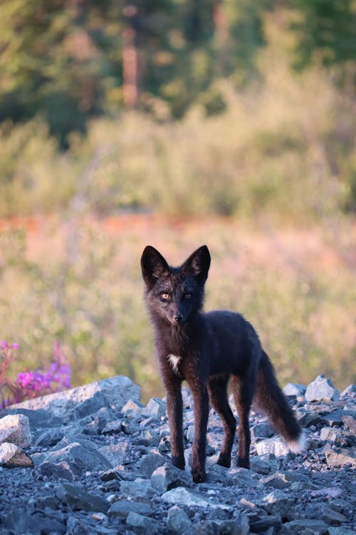 Photo of a Black Fox