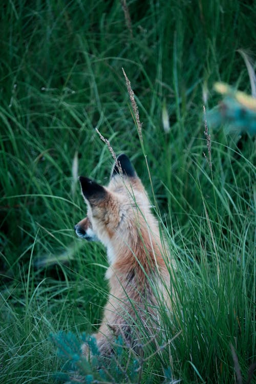 Fox Sitting on Grass
