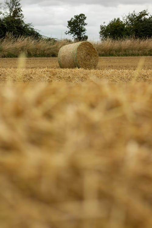 View of a Hay Bale on a Field 