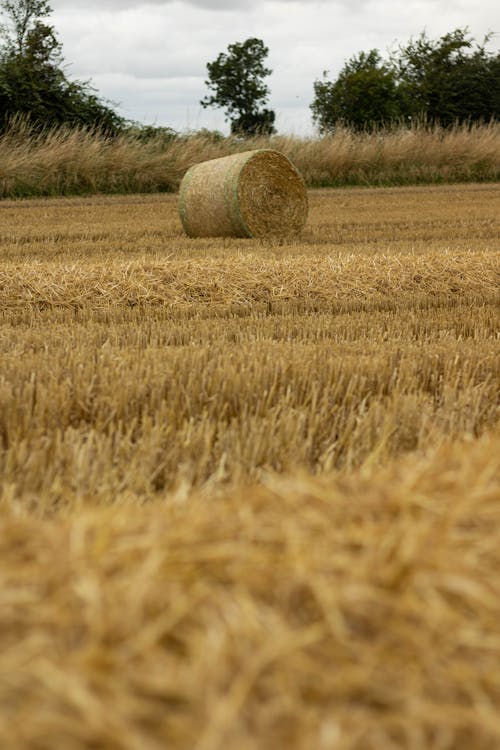 Kostenloses Stock Foto zu @draussen, außerorts, ballen