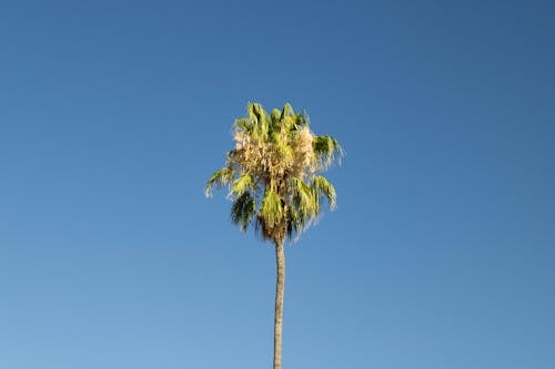 Kostenloses Stock Foto zu baum, blauer himmel, palme