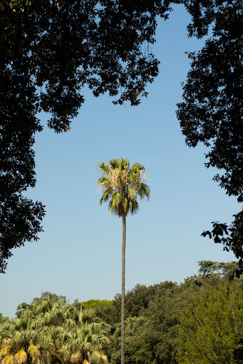 Kostenloses Stock Foto zu @draussen, baum, blatt