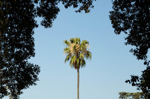A Green Palm Tree Under a Clear Blue Sky 
