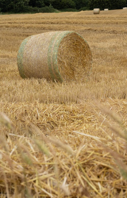 Kostenloses Stock Foto zu @draussen, außerorts, ballen