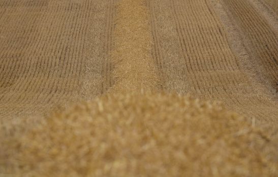 Straw Swath in Close Up Shot