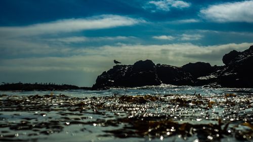 Free A serene seascape captures a bird perched on rocky shores under a vibrant sky in Chile. Stock Photo