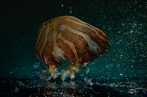 Photographie D'anémone De Mer