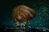 智利海域，一只水母游弋的生动画面被令人惊叹的水下镜头捕捉