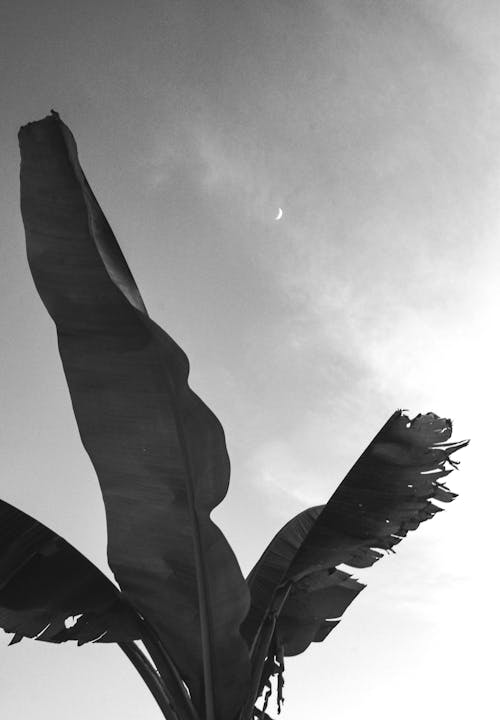 Grayscale Photo of Banana Leaves