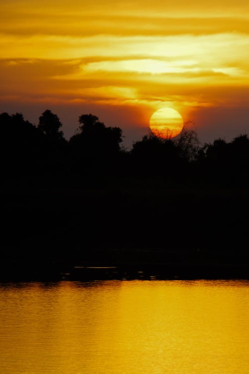 Silhouette of Trees During Sunset