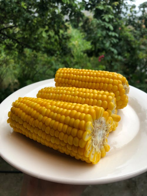 玉米 的 免费素材图片