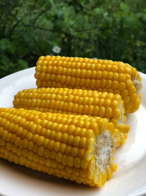 Fotos de stock gratuitas de maíz