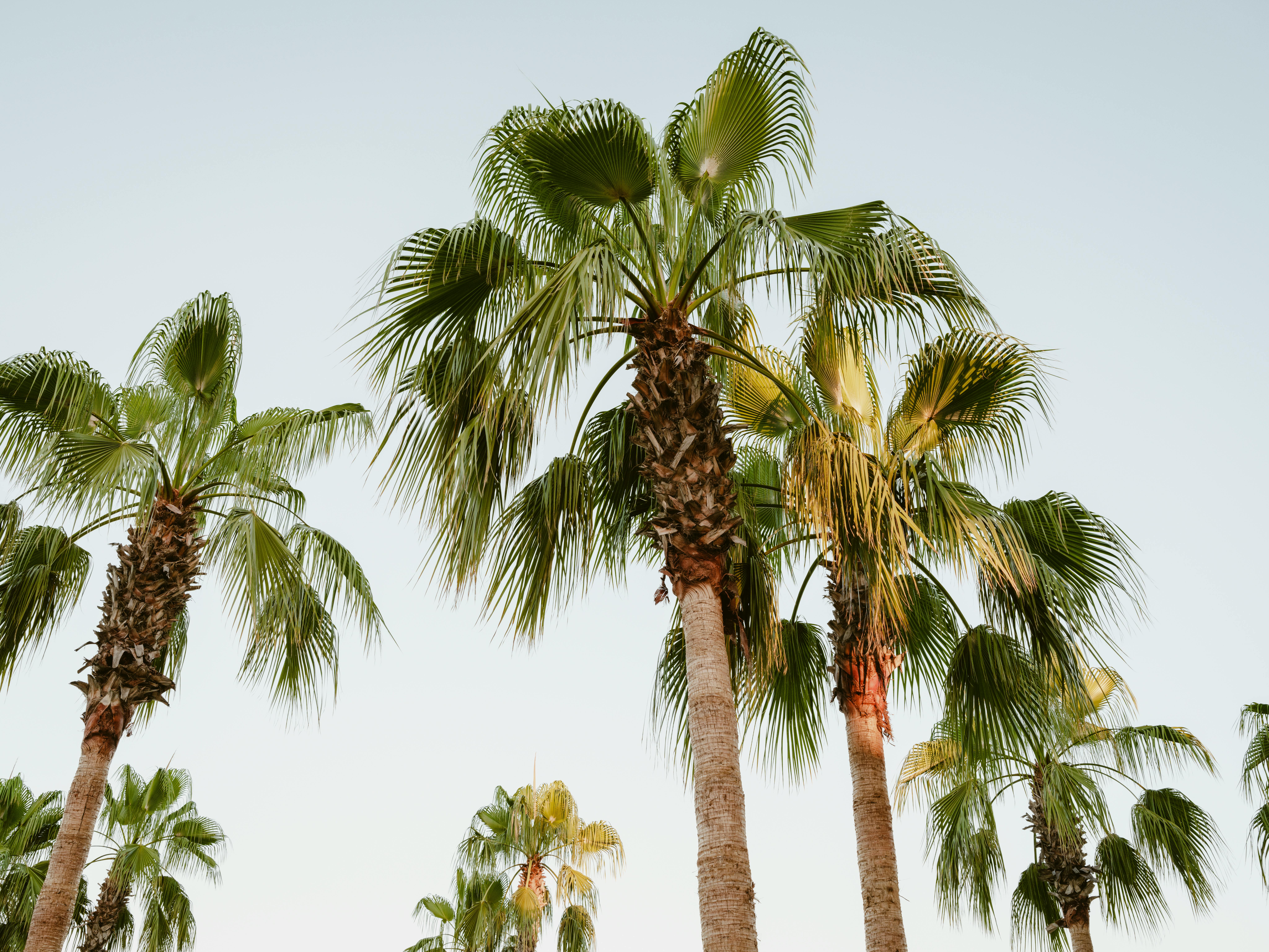 Vibrant palm trees reaching towards a clear sky, capturing a tropical and tranquil setting.