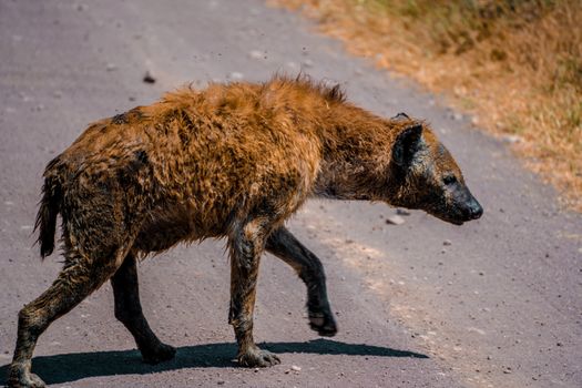 A Brown Short Coated Animal Crossing a Road