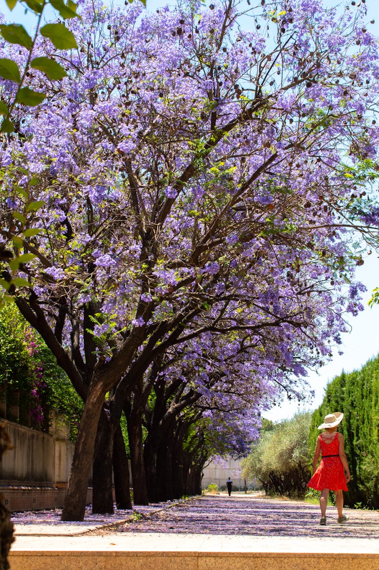 Blue Jacaranda Trees In Bloom