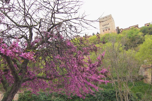 Imagine de stoc gratuită din arbore, castel, centrale