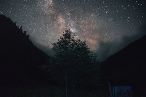 grátis Foto profissional grátis de árvores verdes, céu noturno, estrelado Foto profissional
