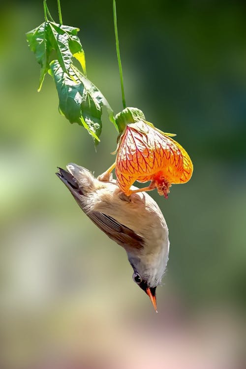 Foto d'estoc gratuïta de animal, au, aviari