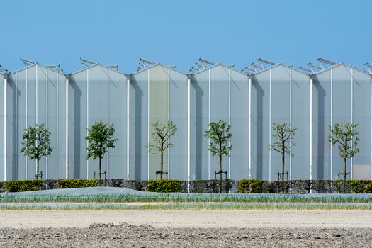 Contemporary industrial greenhouse exterior with aligned young trees under a clear blue sky.