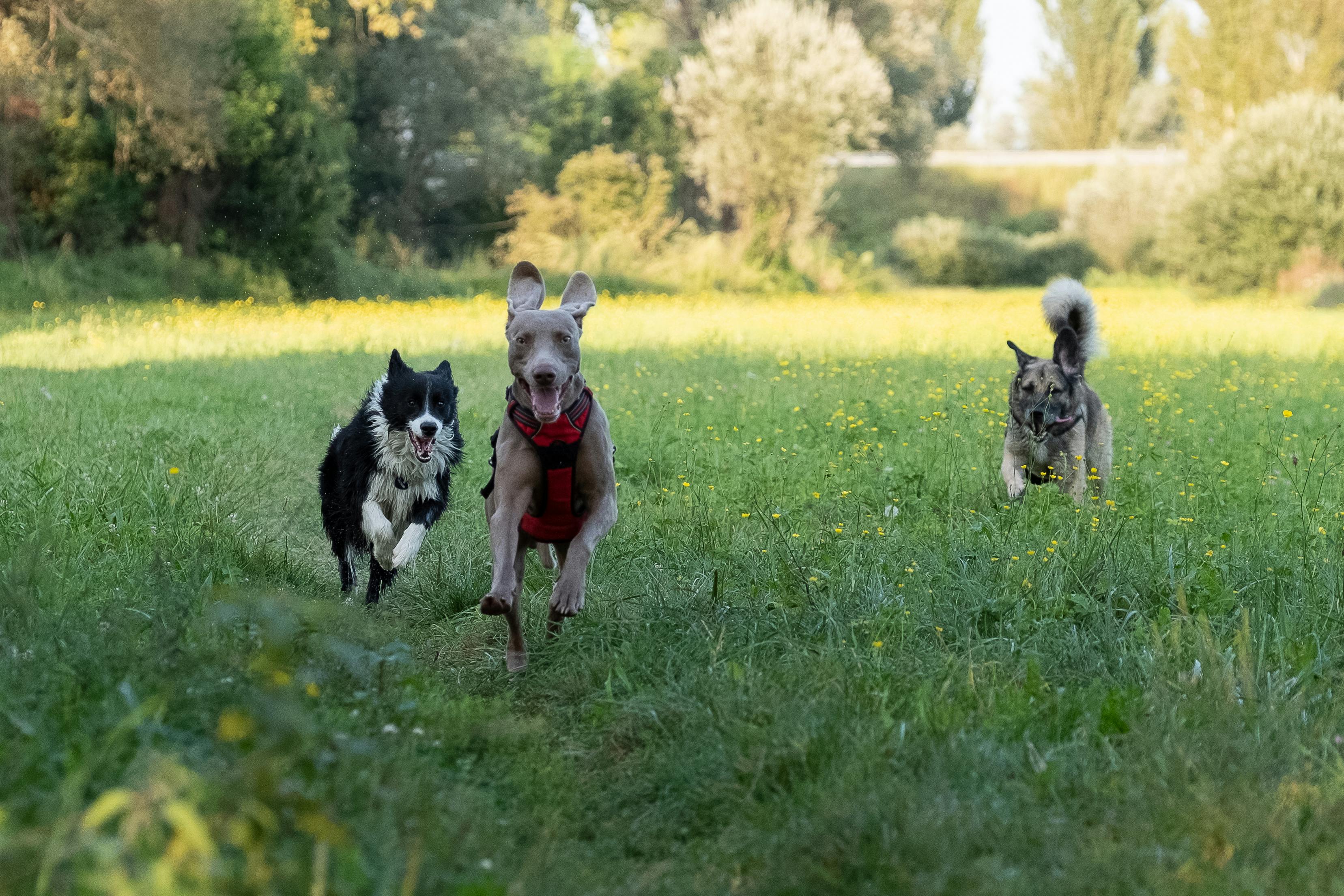 dogs running on grass