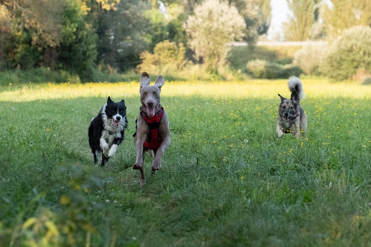 Dogs Running On Grass