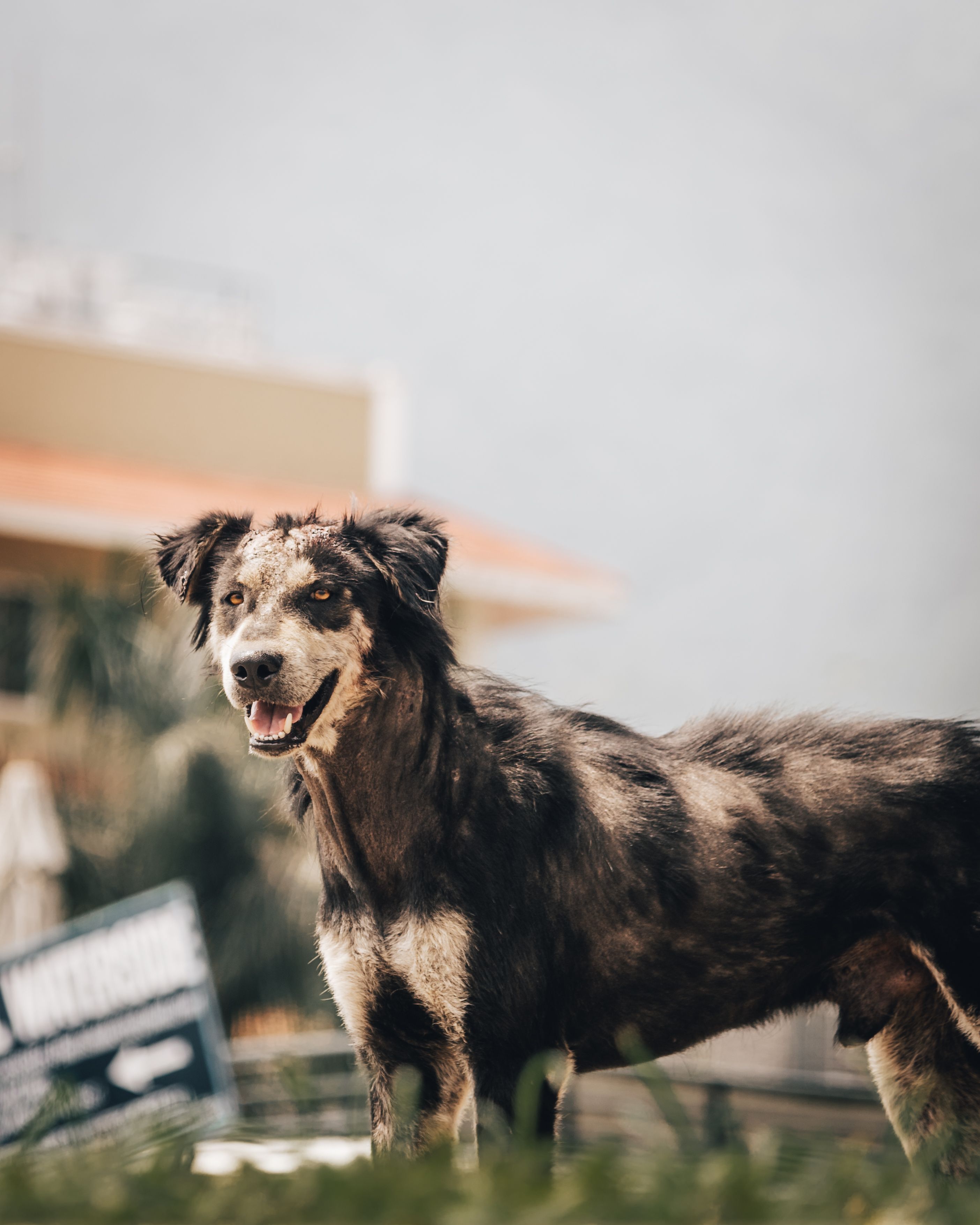 Close-up portrait of an Australian Shepherd dog outdoors with a blurred background.