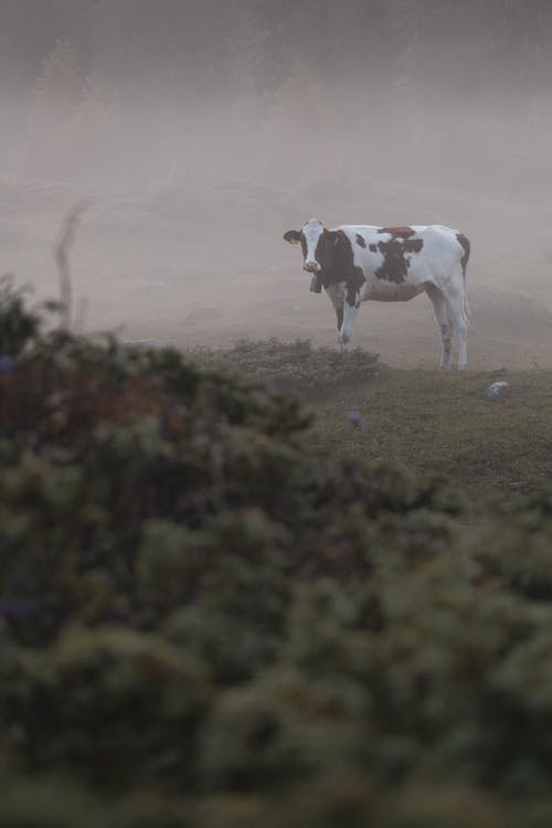 Vache Dans Le Brouillard