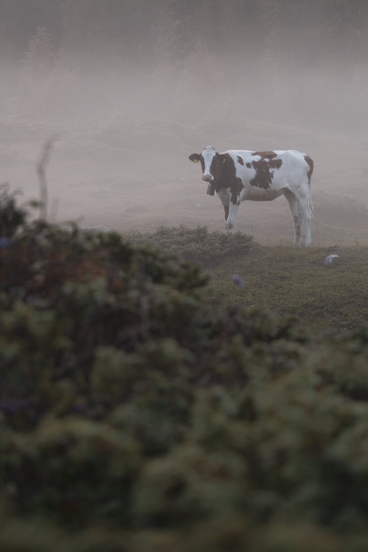 Cow Standing In Foggy Pasture