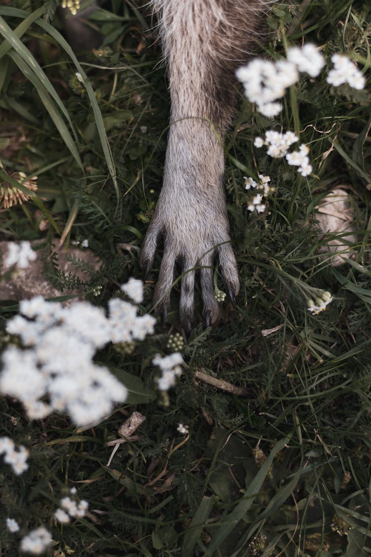 Raccoon Paw Among Flowers