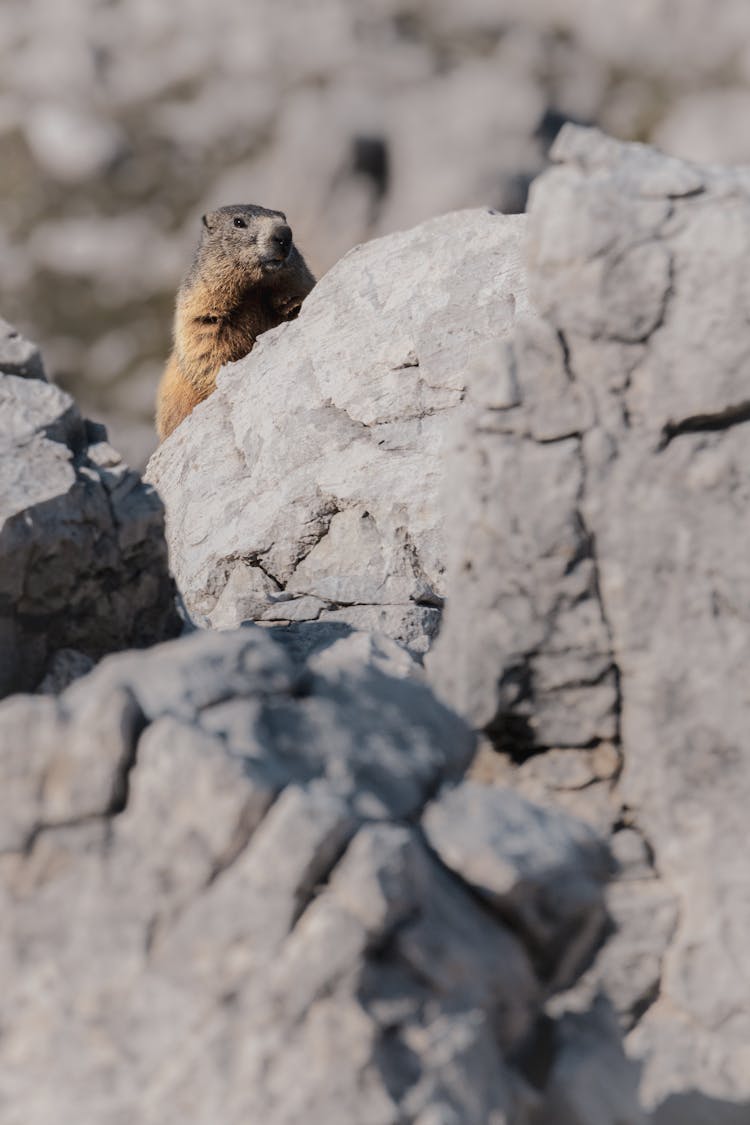 Groundhog Hiding Behind Rocks