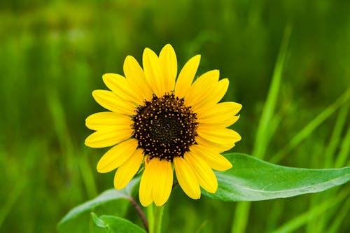 Sunflower in Close Up Photography