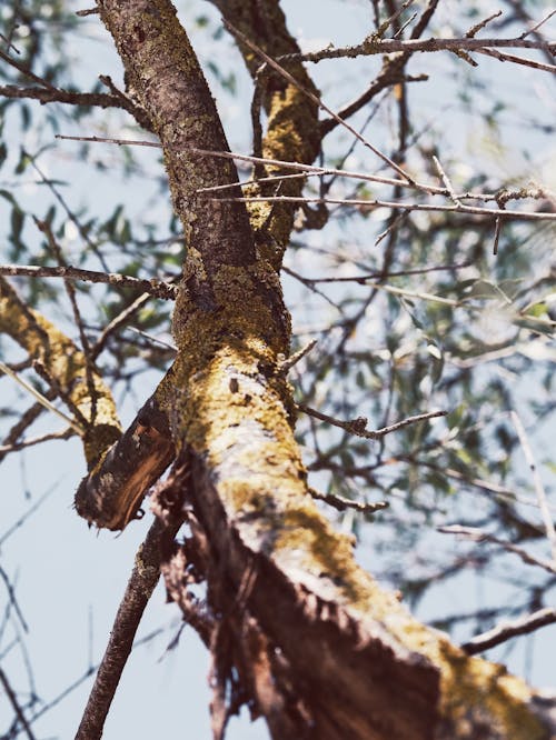 Fotobanka s bezplatnými fotkami na tému bezlistý, botanický, kmeň