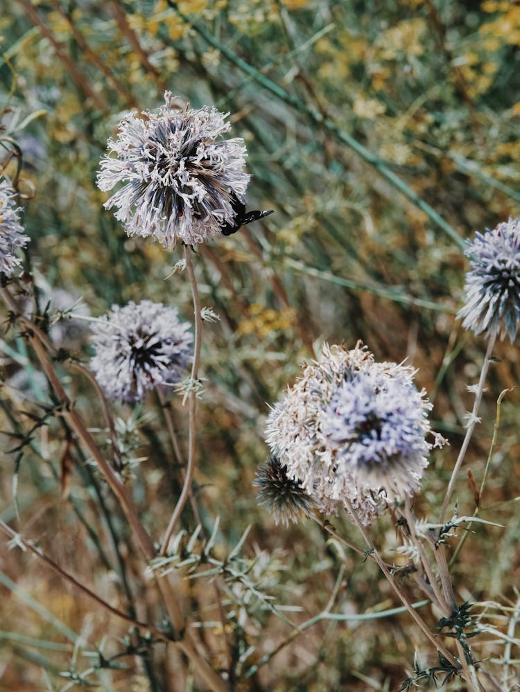 Dry Plants Growing In Field