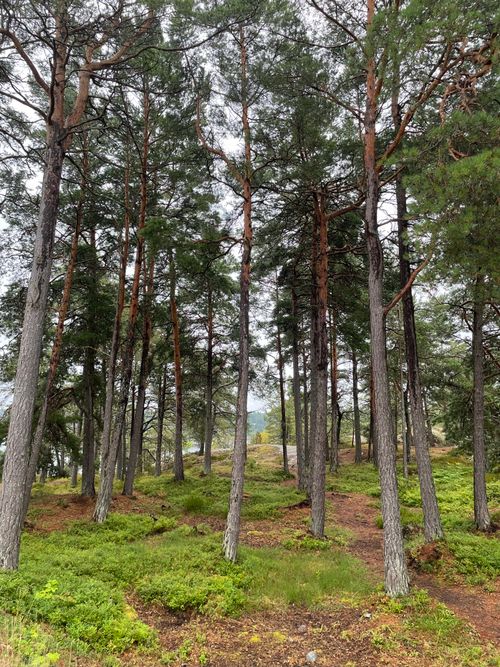 Free Tranquil view of a pine forest with lush greenery and vertical trees. Stock Photo