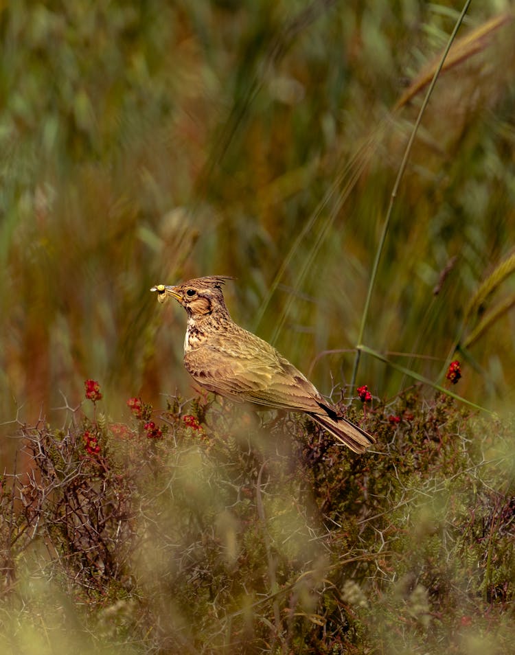 A Crested Lark In The Wild