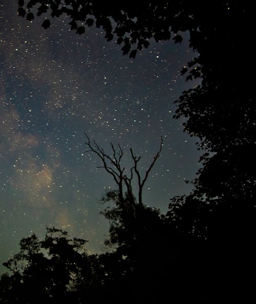 Silhouette of Tree Leaves Under the Starry Sky