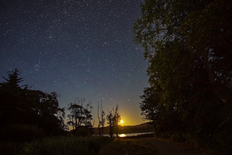 Dark Image With Trees Silhouettes And Stars In Sky