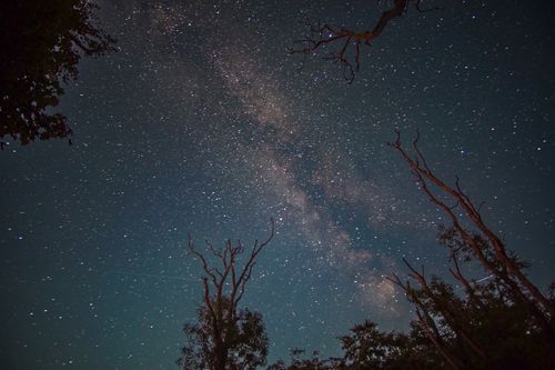 Free Captivating view of the Milky Way galaxy framed by silhouetted trees under a starry night sky. Stock Photo