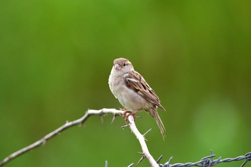 Brown Sparrow Bird on Tree Branch