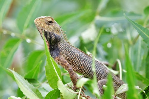A Brown and Black Lizard on Green Leafy Plant