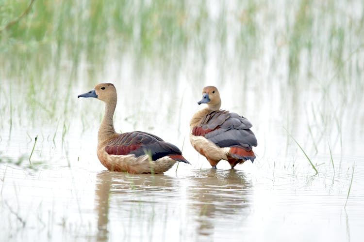 Two Lesser Whistling Ducks On Water
