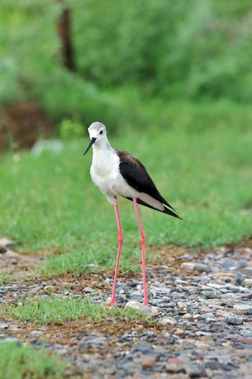 Fotobanka s bezplatnými fotkami na tému Čiernokrídly stilt, dno, fotografovanie vtákov