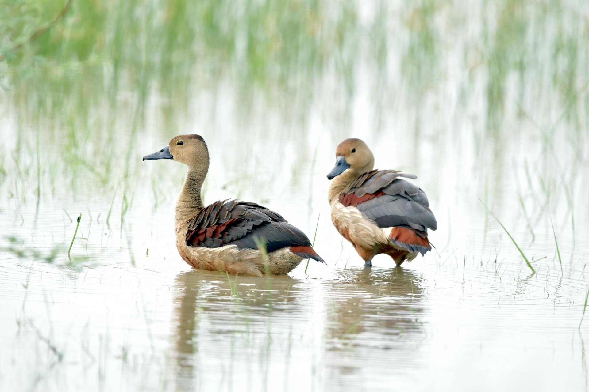 Close-up of two Lesser Whistling Ducks in a serene wetland setting.